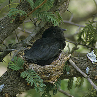 Cuculus clamosus (Black cuckoo)