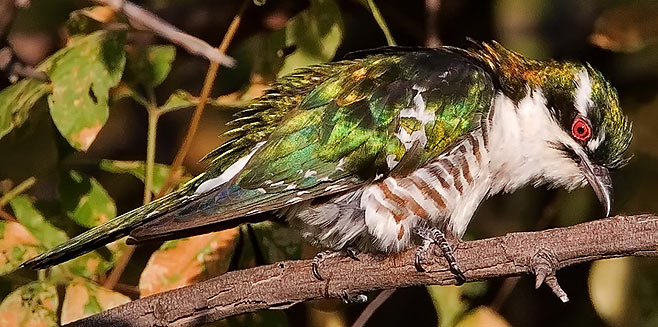 Chrysococcyx caprius (Diderick cuckoo)