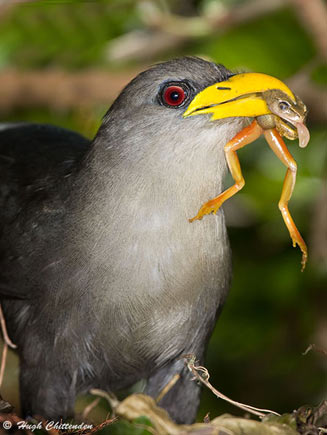 Ceuthmochares aereus (Green malkoha , Green coucal)