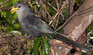 Ceuthmochares aereus (Green malkoha , Green coucal)