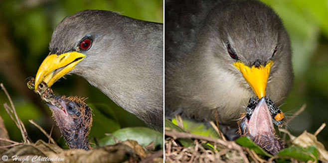 Ceuthmochares aereus (Green malkoha , Green coucal)