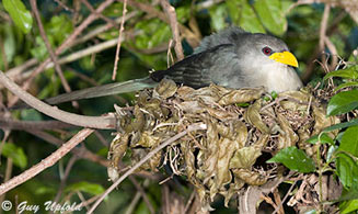 Ceuthmochares aereus (Green malkoha , Green coucal)