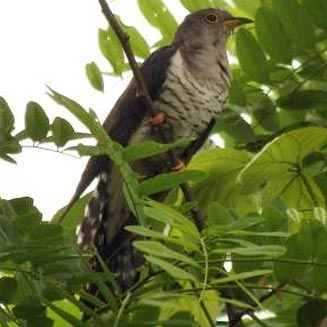 Cuculus poliocephalus (Lesser cuckoo) 