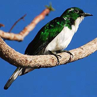 Chrysococcyx klaas (Klaas's cuckoo) 