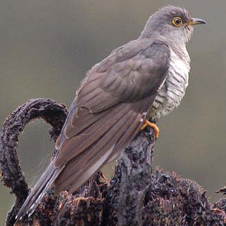 Cuculus rochii (Madagascar cuckoo) 