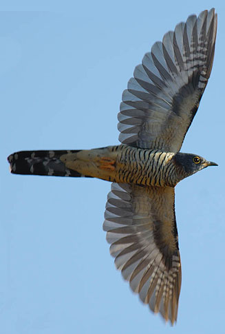 Cuculus solitarius (Red-chested cuckoo)