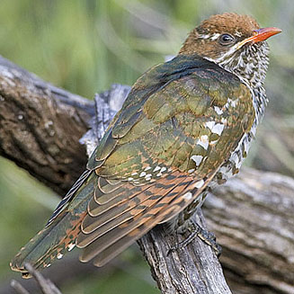Chrysococcyx caprius (Diderick cuckoo)