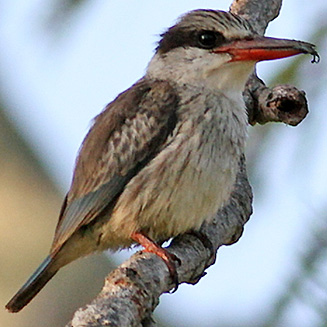Halcyon chelicuti (Striped kingfisher) 