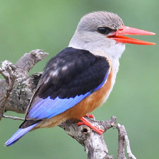 Halcyon leucocephala (Grey-headed kingfisher, Grey-hooded kingfisher) 