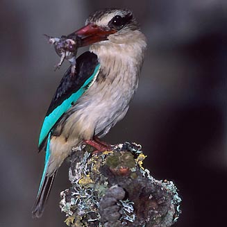 Halcyon albiventris (Brown-hooded kingfisher)