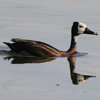 Dendrocygna viduata (White-faced duck)