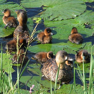Thalassornis leuconotus (White-backed duck) 