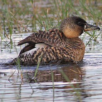 Thalassornis leuconotus (White-backed duck) 