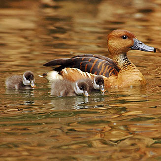 Dendrocygna bicolor (Fulvous duck) 