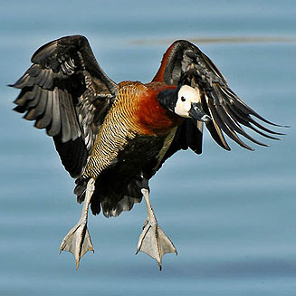 Dendrocygna viduata (White-faced duck) 
