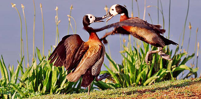 Dendrocygna viduata (White-faced duck) 