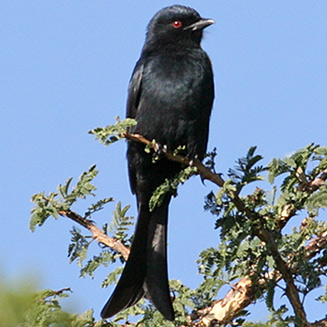 Dicrurus adsimilis (Fork-tailed drongo)