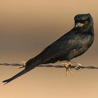 Dicrurus adsimilis (Fork-tailed drongo)