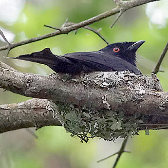 Dicrurus ludwigii (Square-tailed drongo) 