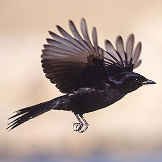 Dicrurus adsimilis (Fork-tailed drongo)