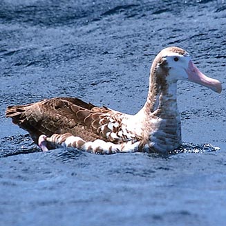 Diomedea exulans (Wandering albatross)
