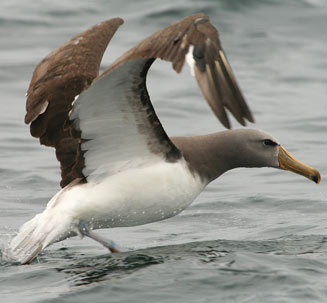 Thalassarche eremita (Chatham albatross)