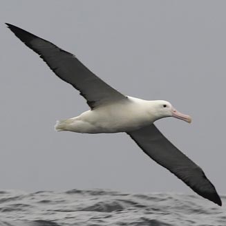 Diomedea epomophora (Southern royal albatross, Royal albatross)