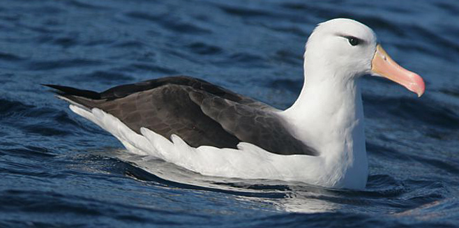Thalassarche melanophrys (Black-browed albatross) 