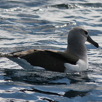 Thalassarche chrysostoma (Grey-headed albatross)