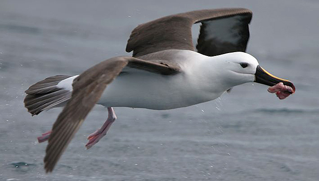 Thalassarche carteri (Indian yellow-nosed albatross)
