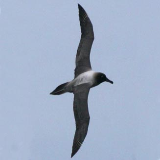 Phoebetria palpebrata (Light-mantled albatross, Light-mantled Sooty Albatross)