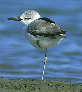 Dromas ardeola (Crab plover) 