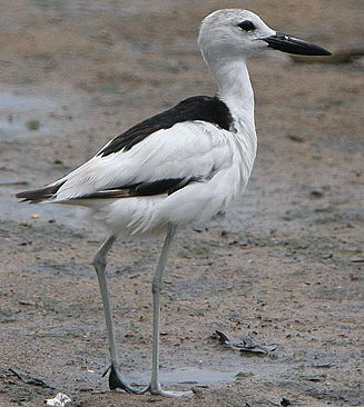 Dromas ardeola (Crab plover) 