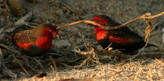 Paludipasser locustella (Locustfinch)