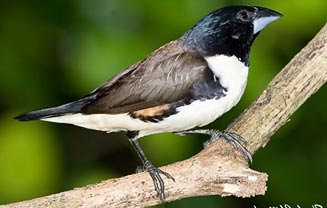 Spermestes fringilloides (Magpie mannikin, Pied mannikin) 