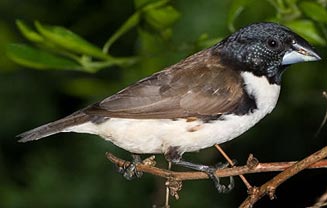 Spermestes fringilloides (Magpie mannikin, Pied mannikin) 