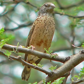 Amadina fasciata (Cut-throat finch) 