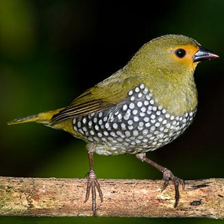 Mandingoa nitidula (Green twinspot)