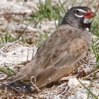 Ortygospiza atricollis (African quailfinch, Quail finch) 
