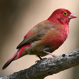 Lagonosticta senegala (Red-billed firefinch) 