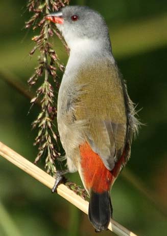 Coccopygia melanotis (Swee waxbill) 
