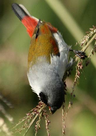 Coccopygia melanotis (Swee waxbill) 
