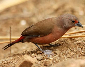 Lagonosticta rhodopareia (Jameson's firefinch)