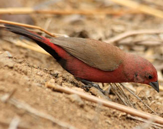 Lagonosticta rhodopareia (Jameson's firefinch)