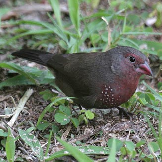 Lagonosticta nitidula (Brown firefinch) 