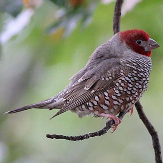 Amadina erythrocephala (Red-headed finch) 