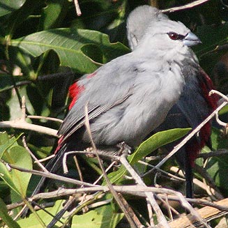 Estrilda perreini (Grey waxbill) 