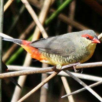 Sporaeginthus subflavus (Orange-breasted waxbill, Zebra waxbill) 