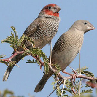 Amadina erythrocephala (Red-headed finch) 