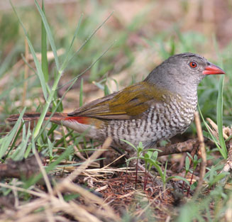 Pytilia melba (Green-winged pytilia, Melba finch)